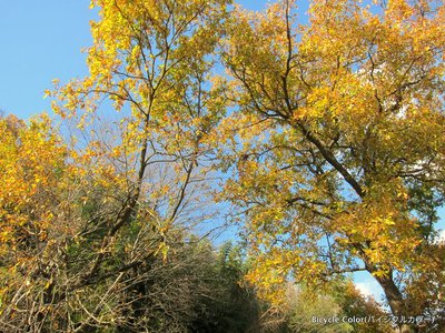 IMG_8539.JPG
