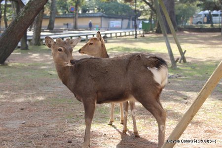 1-IMG_1015.JPG